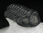 Cute Phacops Trilobite - Mrakib, Morocco #27339-2